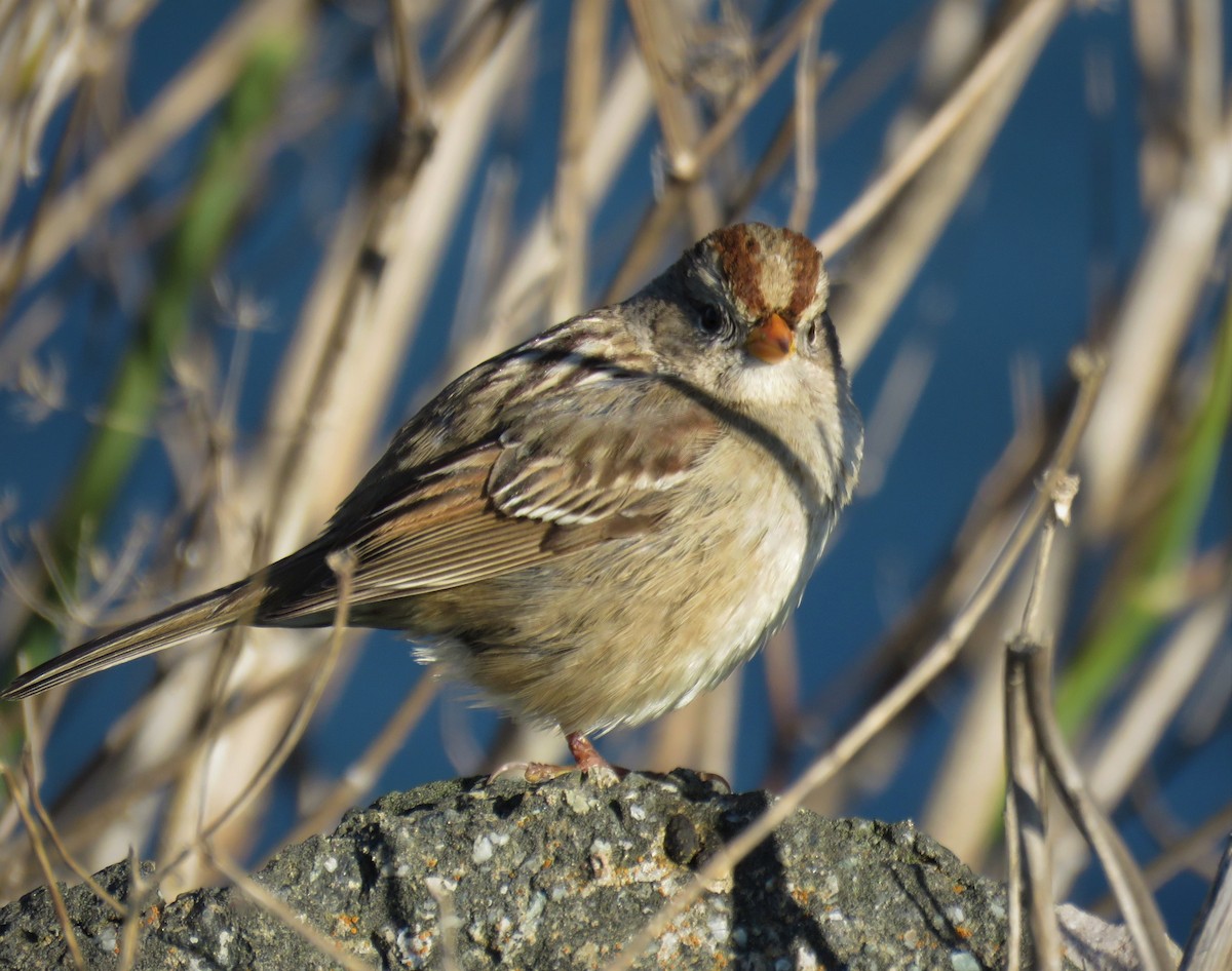 White-crowned Sparrow - ML409680581