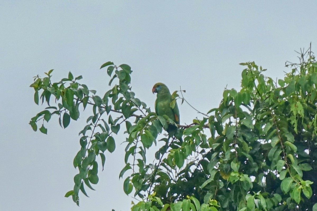 Blue-cheeked Parrot - ML409680631