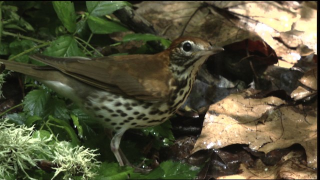 Wood Thrush - ML409681