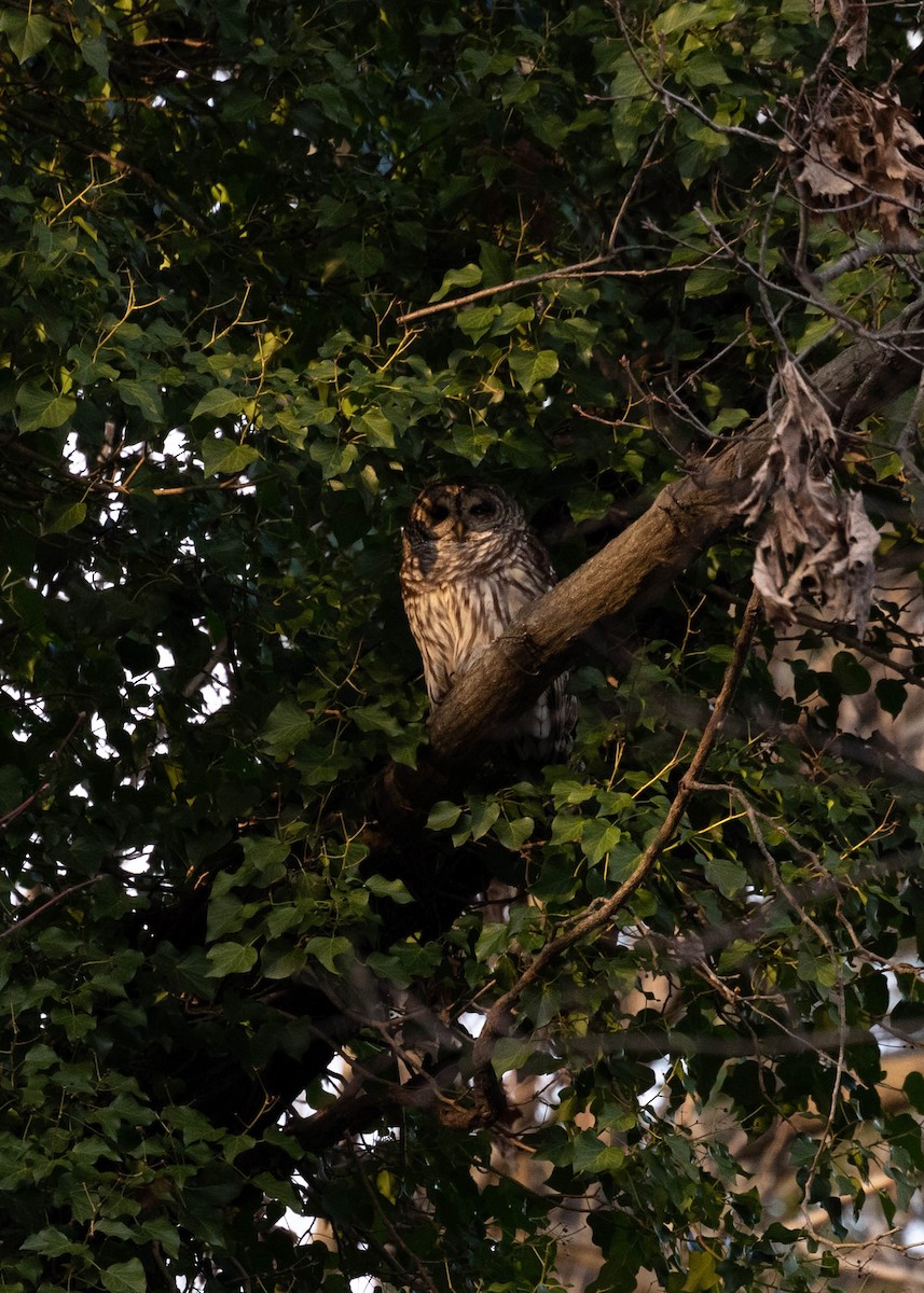 Barred Owl - ML409681481