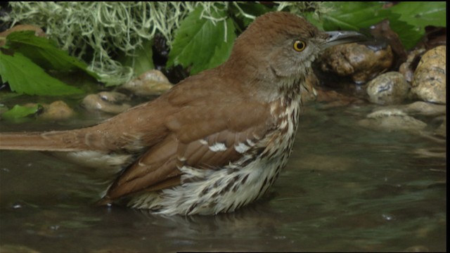 Brown Thrasher - ML409682