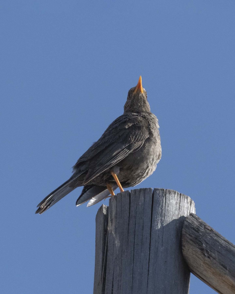 Chiguanco Thrush - ML409684051