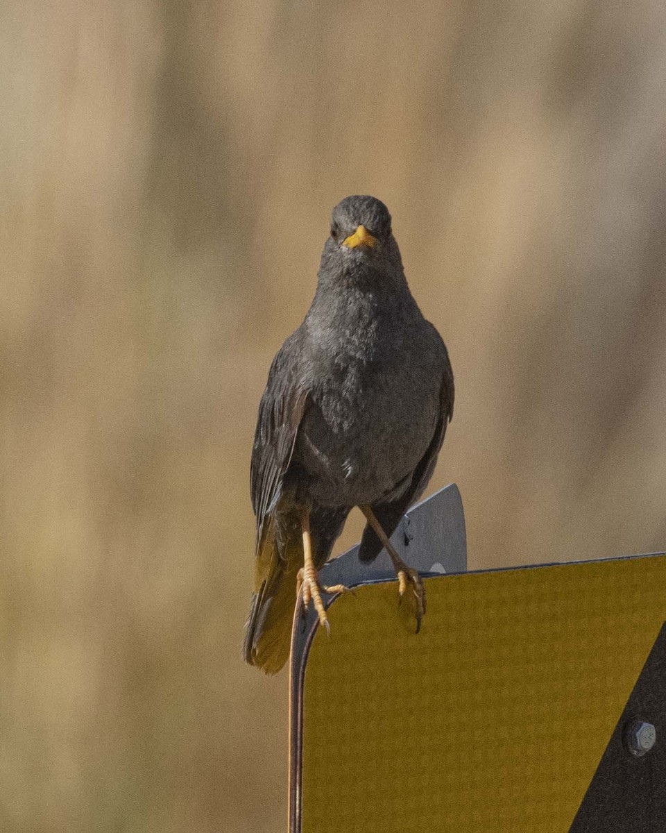 Chiguanco Thrush - VERONICA ARAYA GARCIA