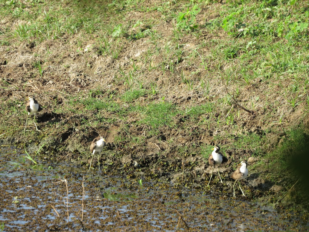 Wattled Jacana - ML409684671