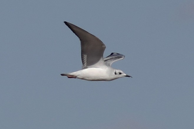 Bonaparte's Gull - ML409685001