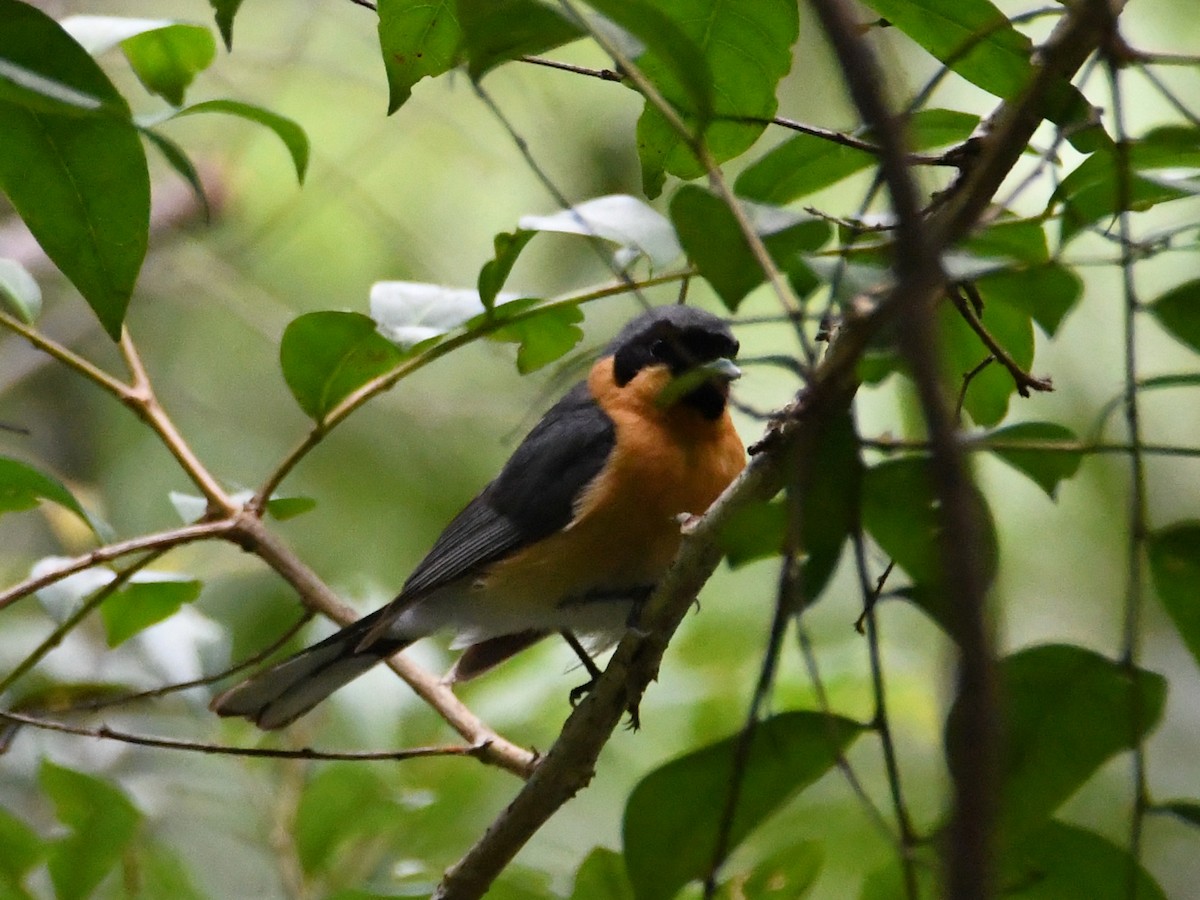 Spectacled Monarch - ML409686731