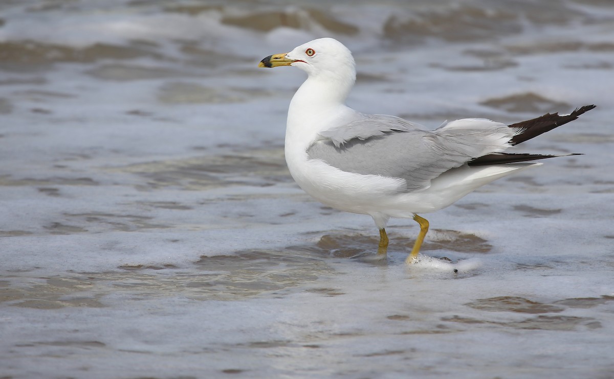 Ring-billed Gull - ML409686861