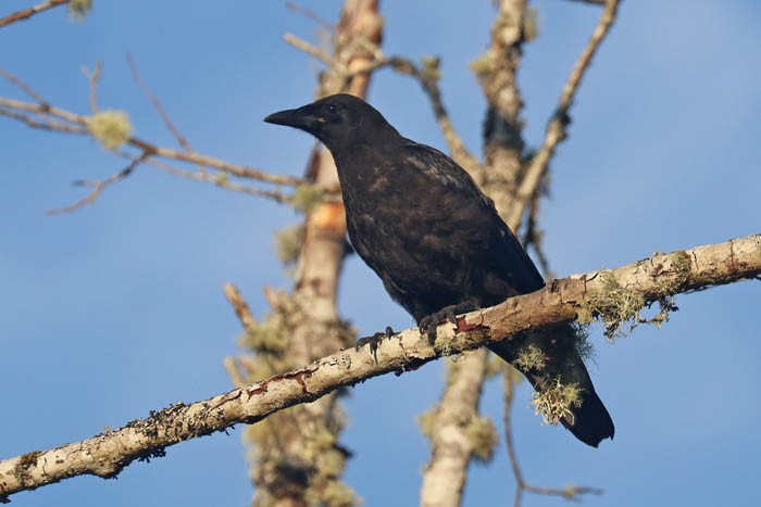 American Crow - ML409687241