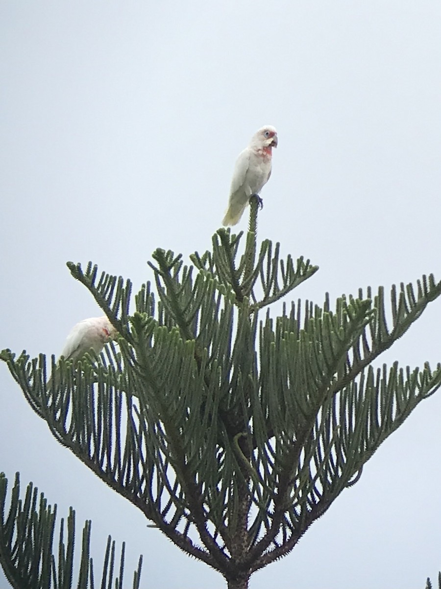 Long-billed Corella - ML409688861