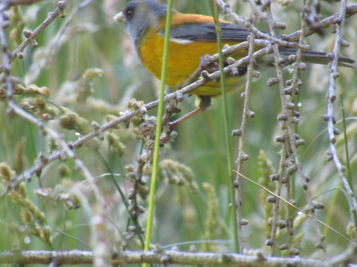 Patagonian Sierra Finch - ML409688951