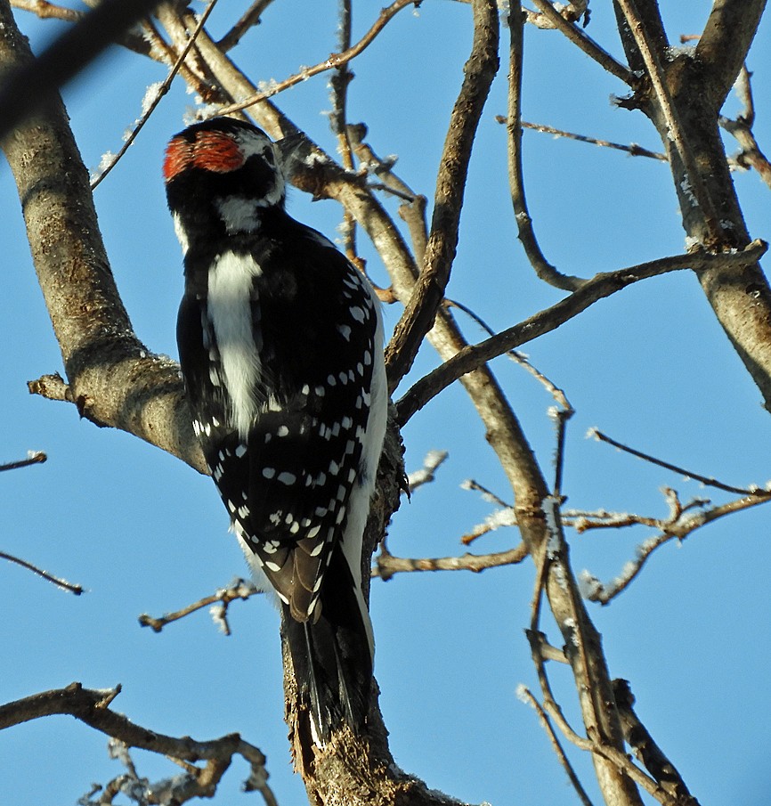 Hairy Woodpecker - Kristin and John Anderson-Bricker