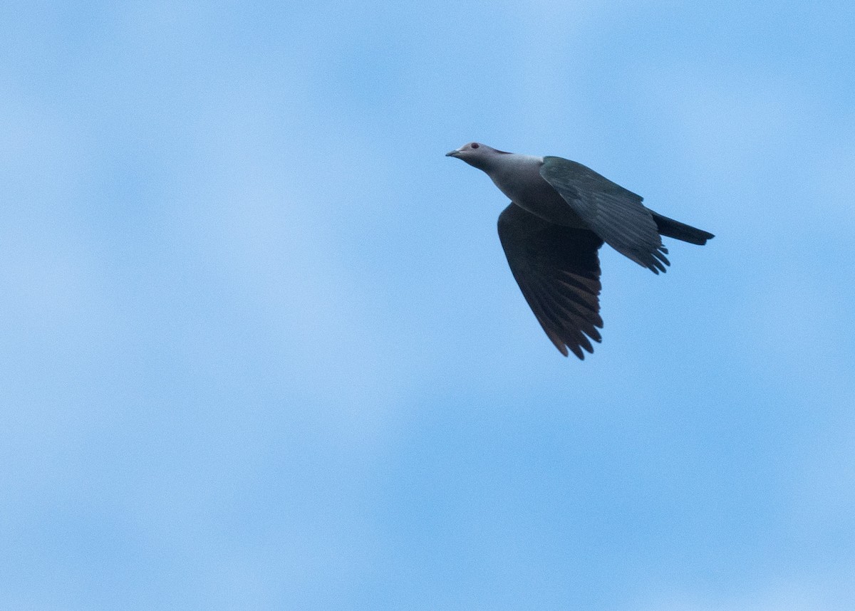 Green Imperial-Pigeon (Maroon-naped) - Harry Miller