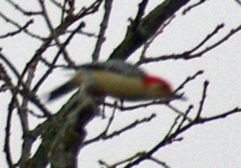 Red-bellied Woodpecker - ML40969061
