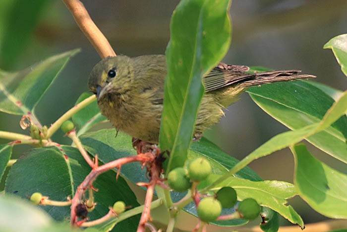 Orange-crowned Warbler - Tony Godfrey