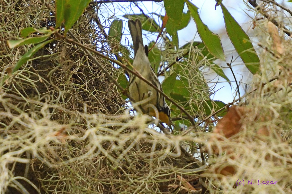 Yellow-throated Warbler - Nancy W