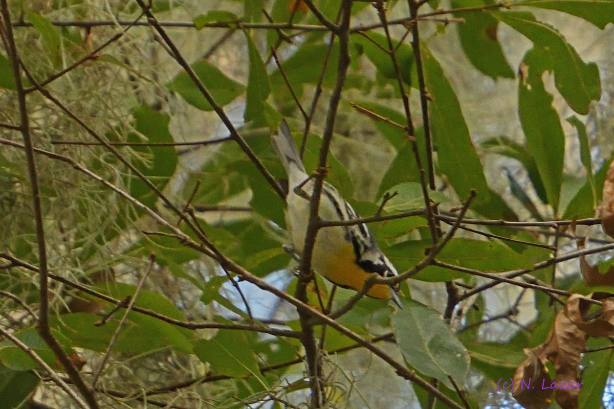 Yellow-throated Warbler - ML409691901