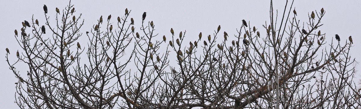 Cedar Waxwing - ML40969281
