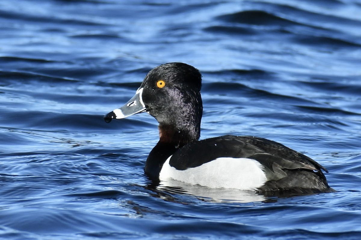 Ring-necked Duck - Della Alcorn