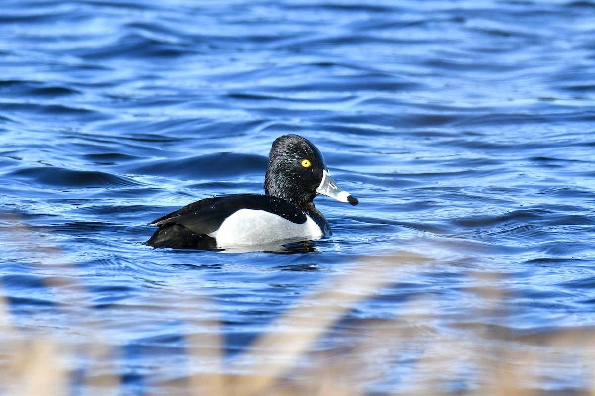 Ring-necked Duck - Della Alcorn