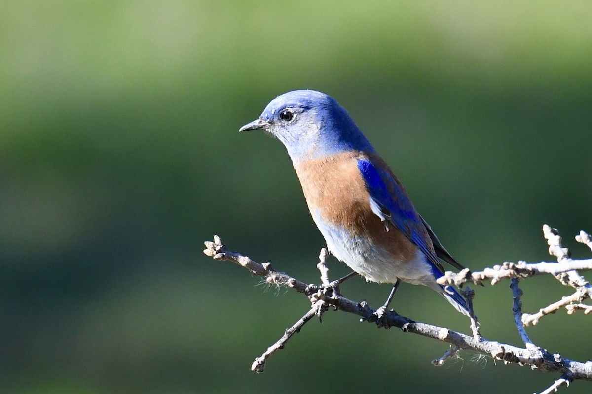 Western Bluebird - Della Alcorn