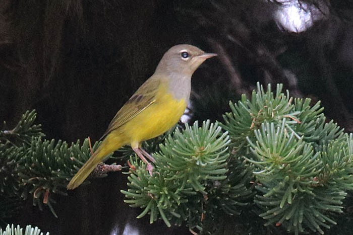 MacGillivray's Warbler - ML409700671