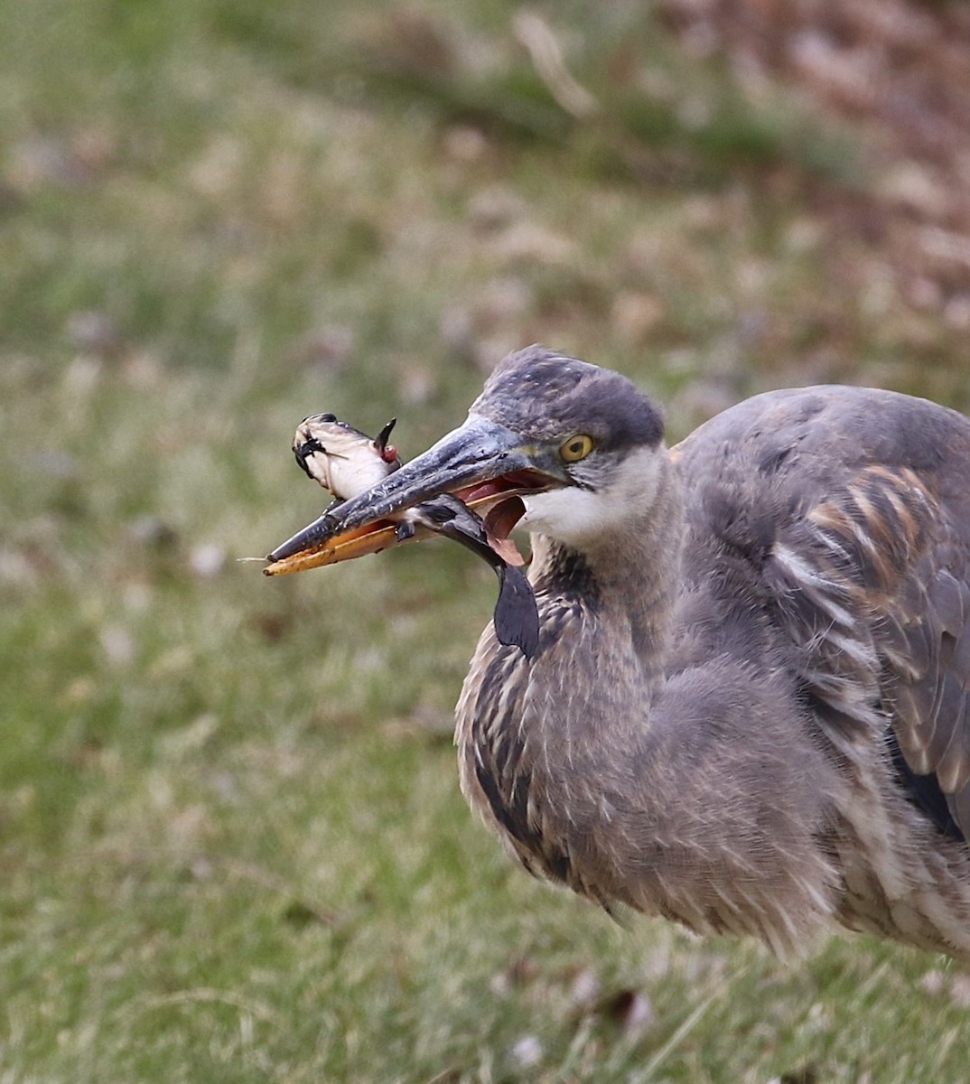 Great Blue Heron (Great Blue) - ML409701221