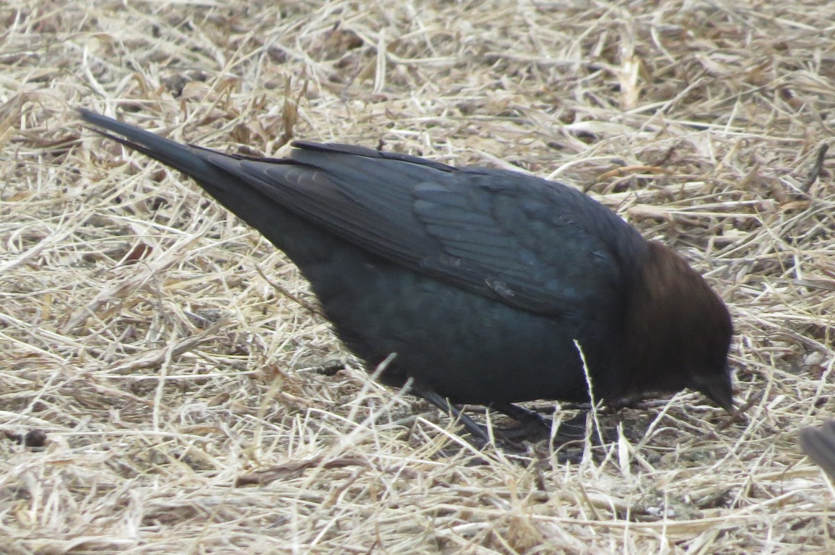 Brown-headed Cowbird - ML409703001