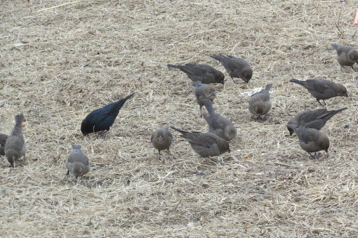 Brown-headed Cowbird - ML409703031