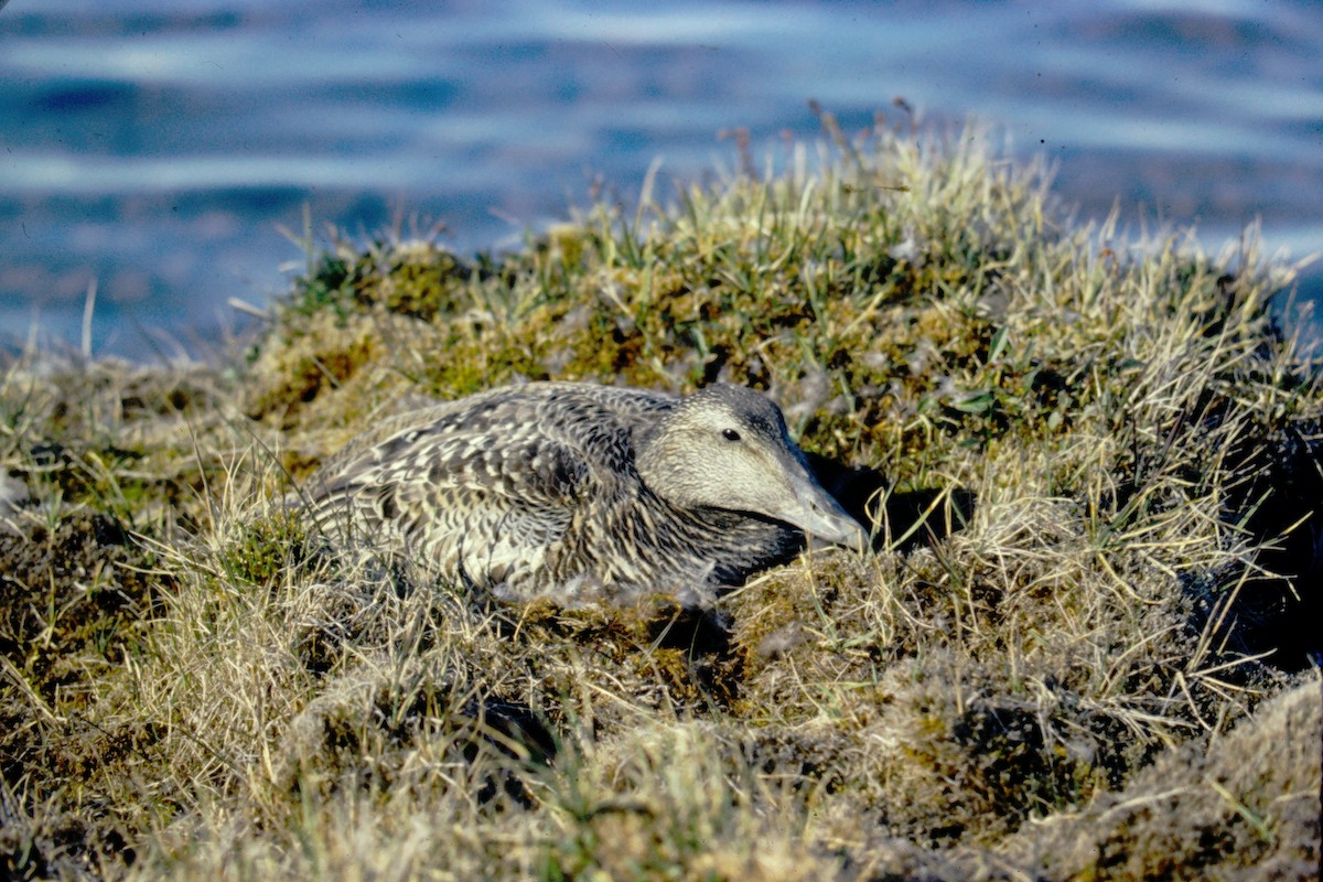 Common Eider - Ken Orich