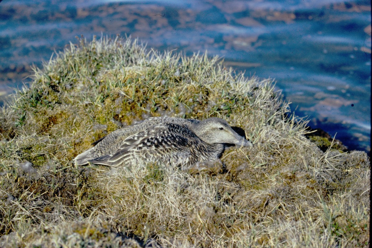 Eider arrunta - ML409704391