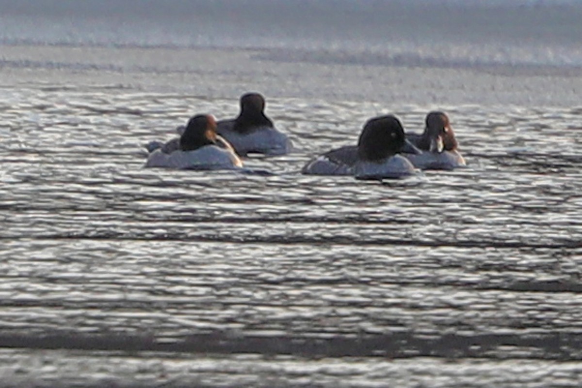 Barrow's Goldeneye - ML409705081