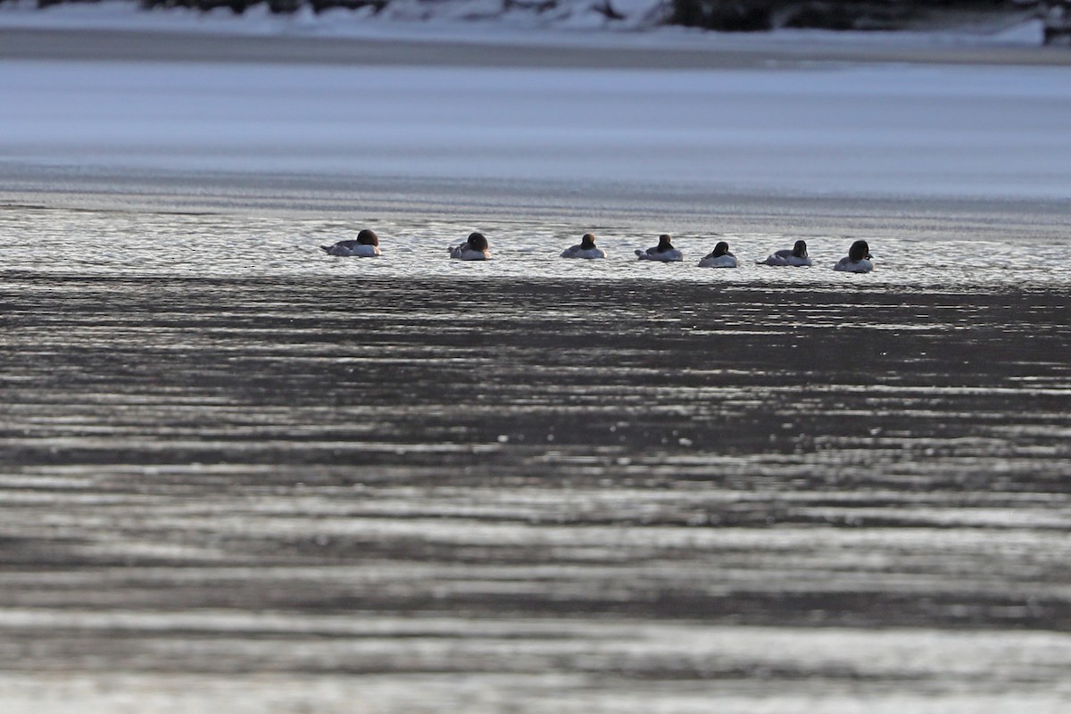 Barrow's Goldeneye - ML409705141