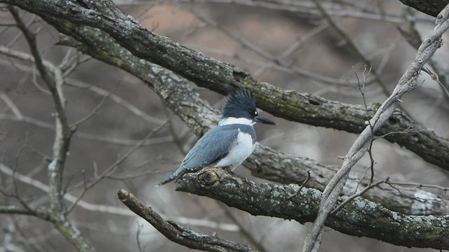 Belted Kingfisher - ML409705561