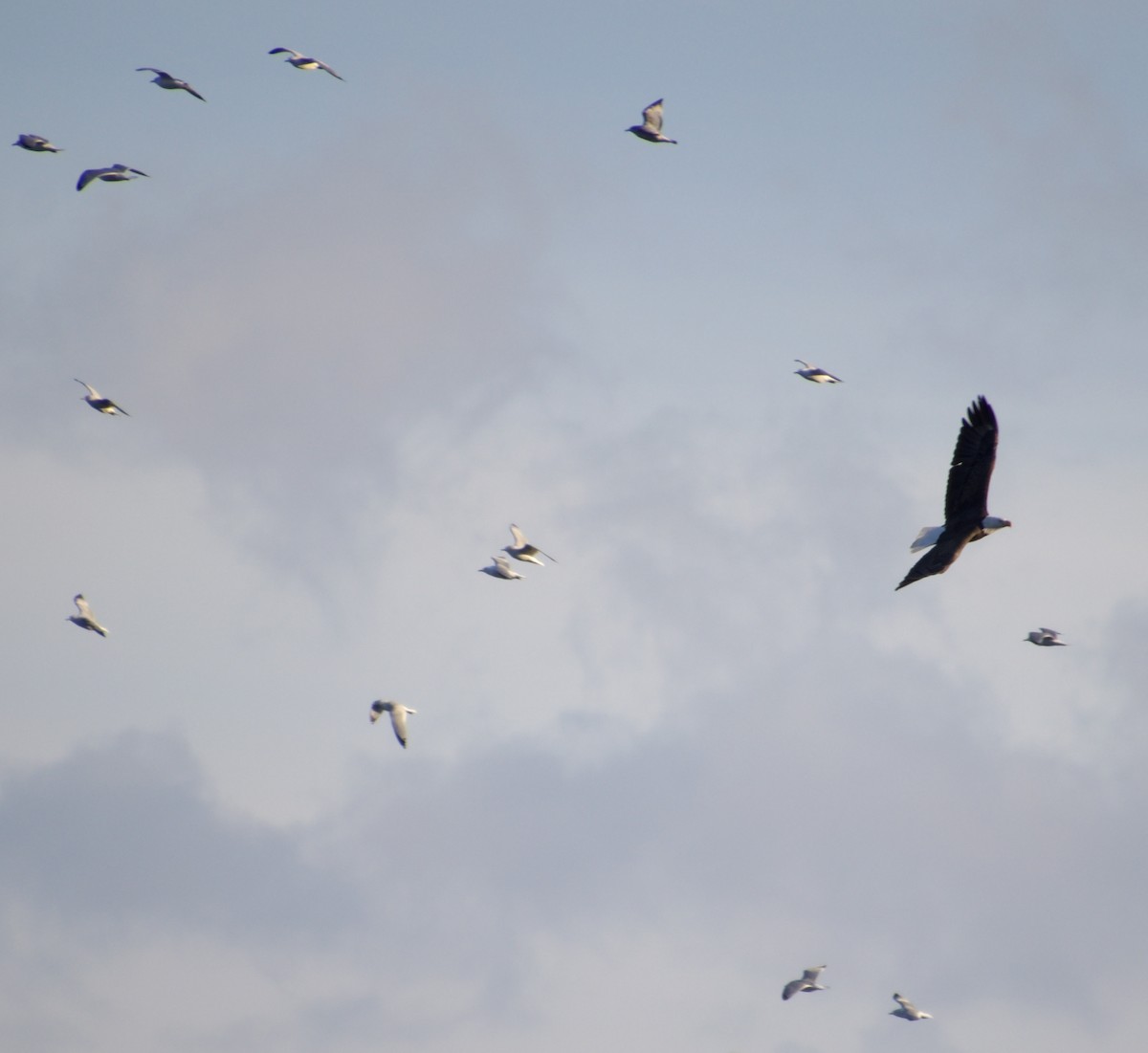 Bald Eagle - ML409706431