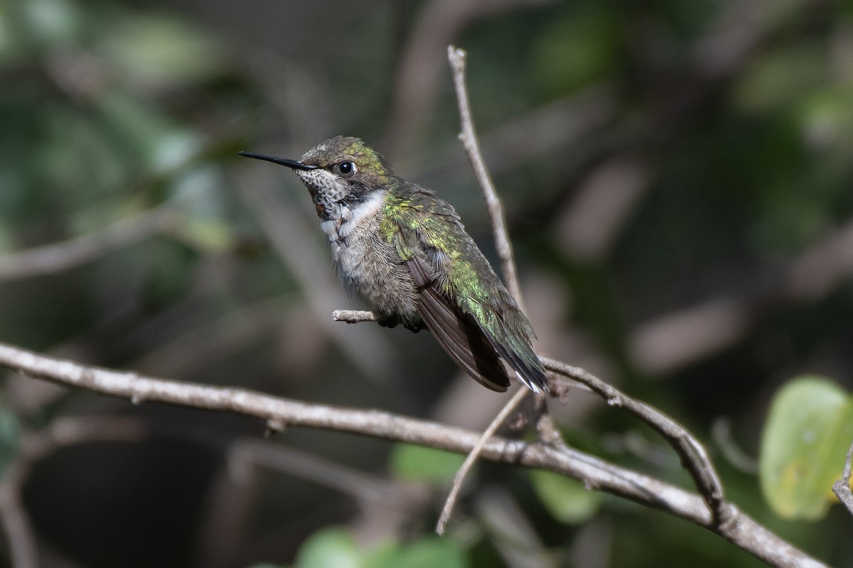 Ruby-throated Hummingbird - ML409707221