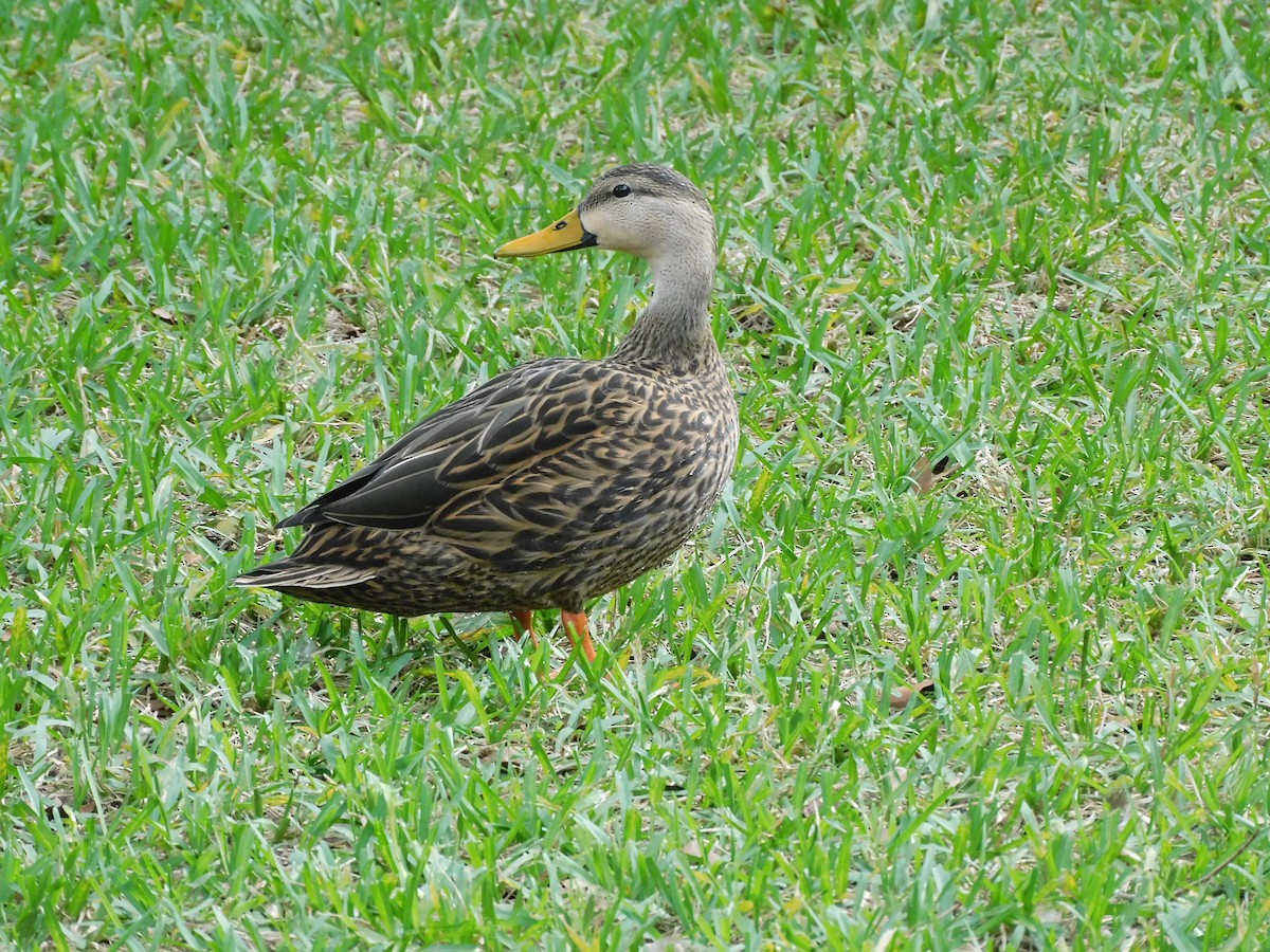 Mottled Duck - ML409707531