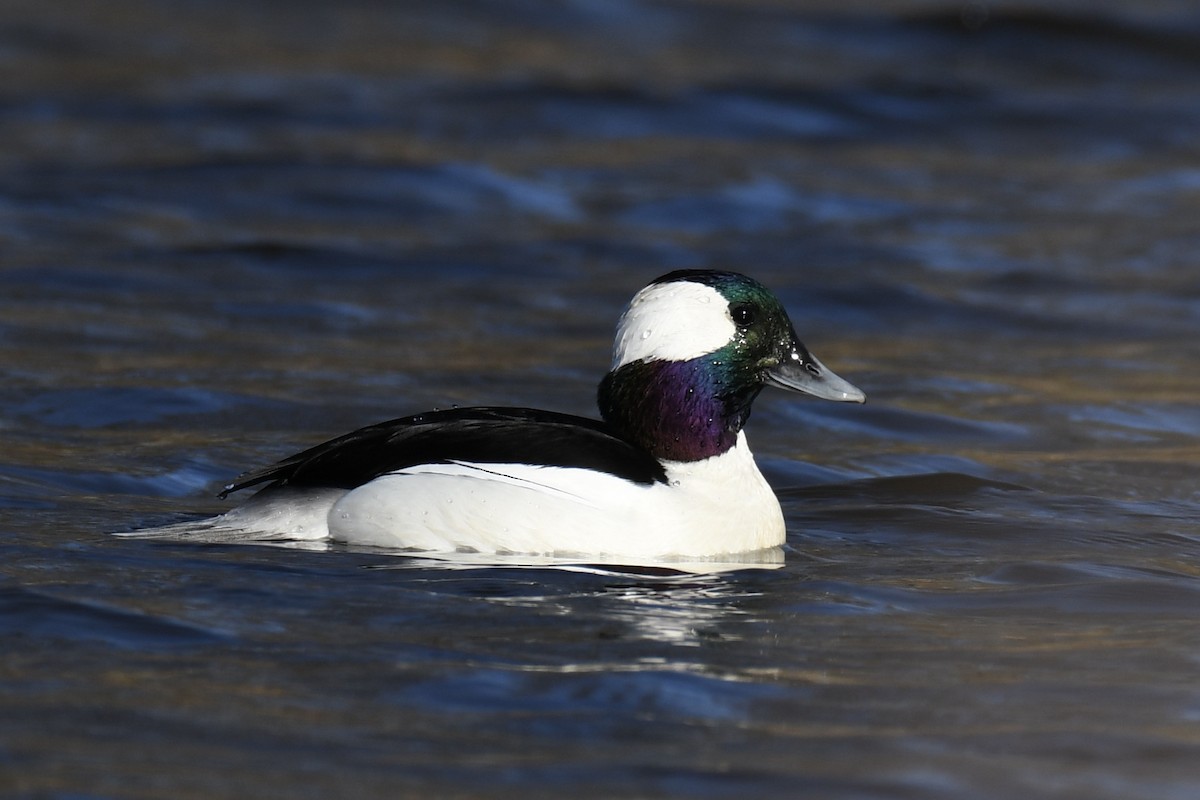 Bufflehead - Della Alcorn