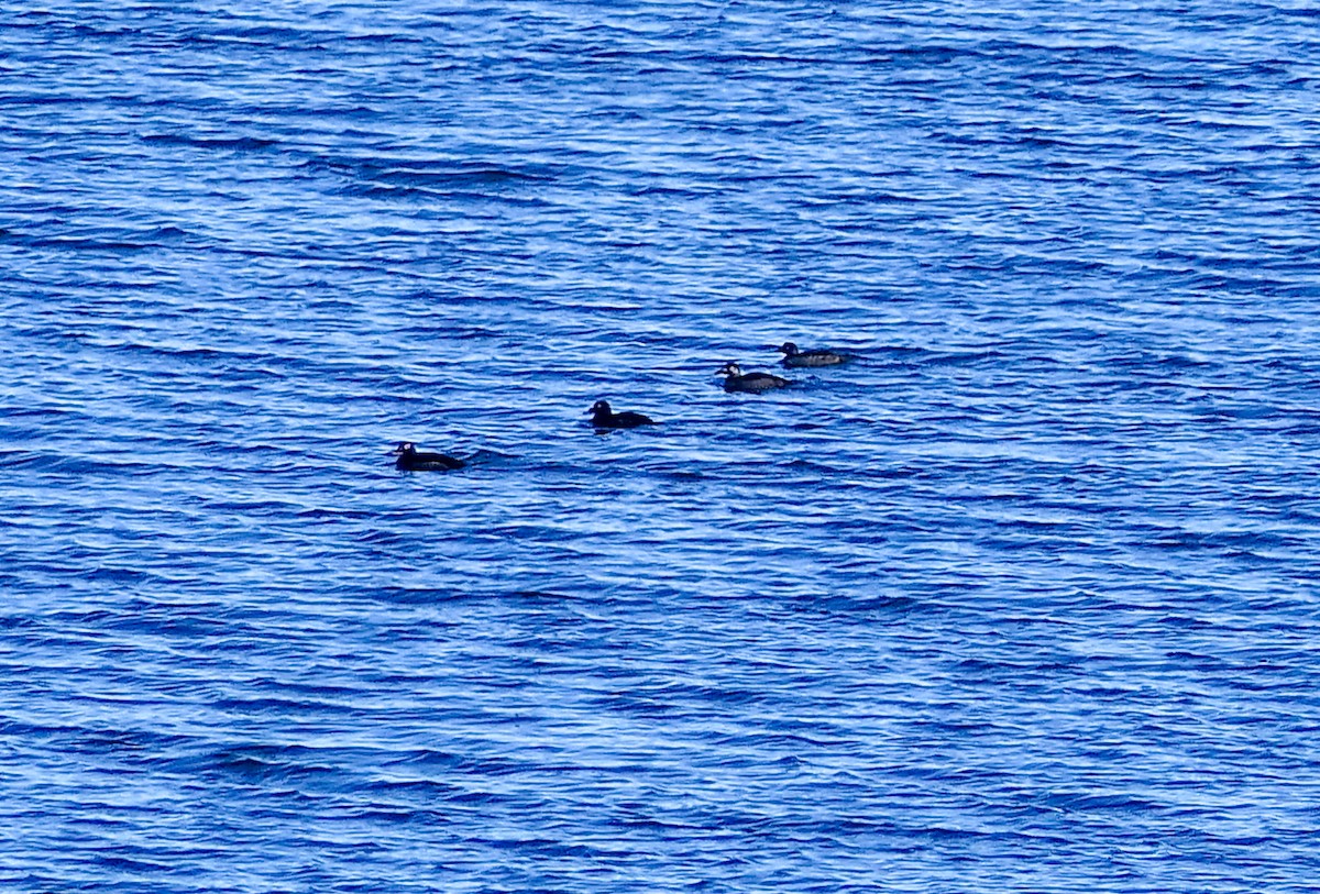 White-winged Scoter - ML409712951