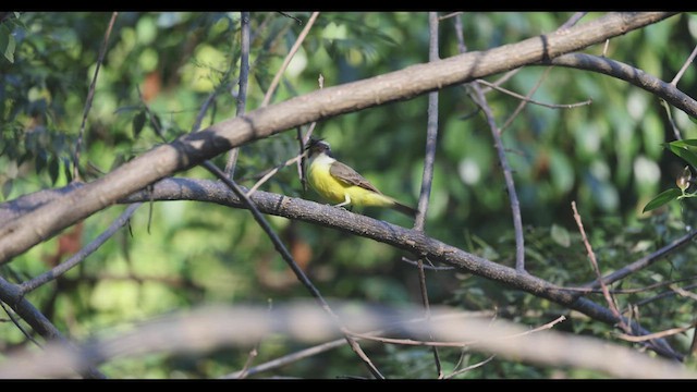 Boat-billed Flycatcher (South American) - ML409714051