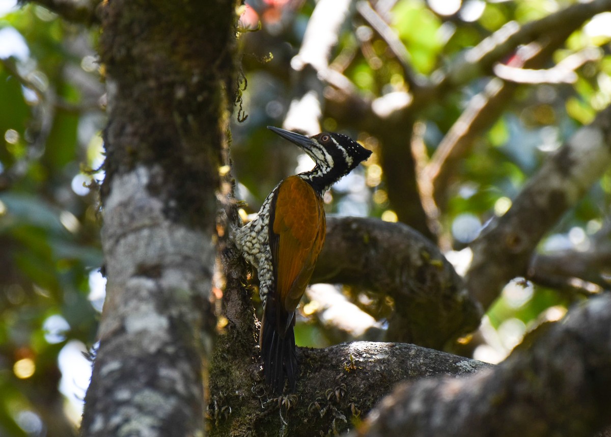 Malabar Flameback - ML409714071