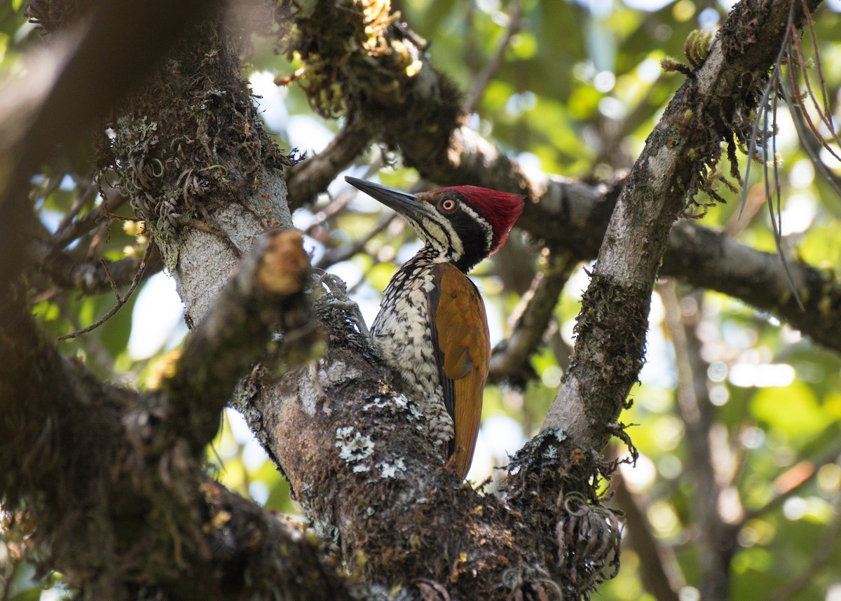 Malabar Flameback - ML409714101