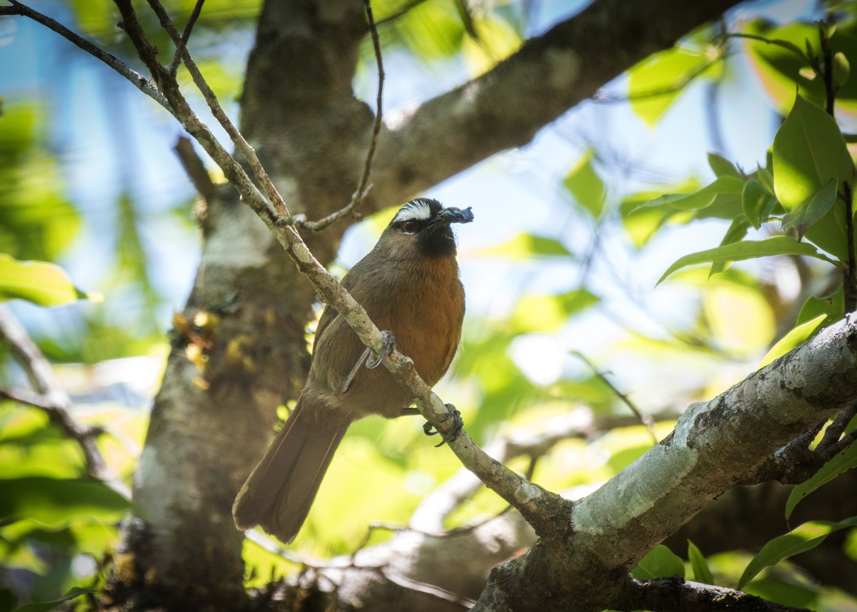 Nilgiri Laughingthrush - ML409714811