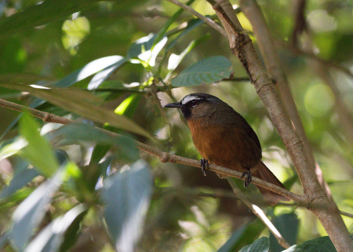 Nilgiri Laughingthrush - ML409714921