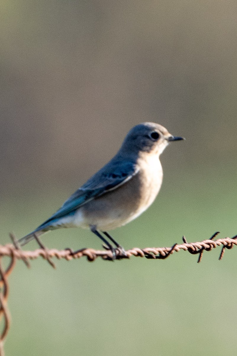 Mountain Bluebird - ML409715221