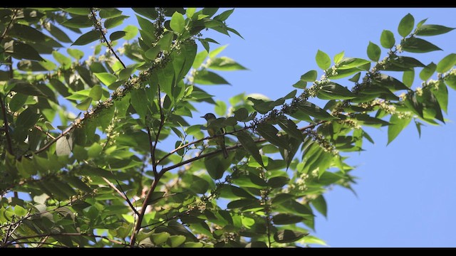 Тиранчик-мухолюб зелений - ML409716331