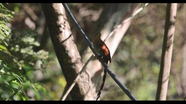 Squirrel Cuckoo - ML409717011