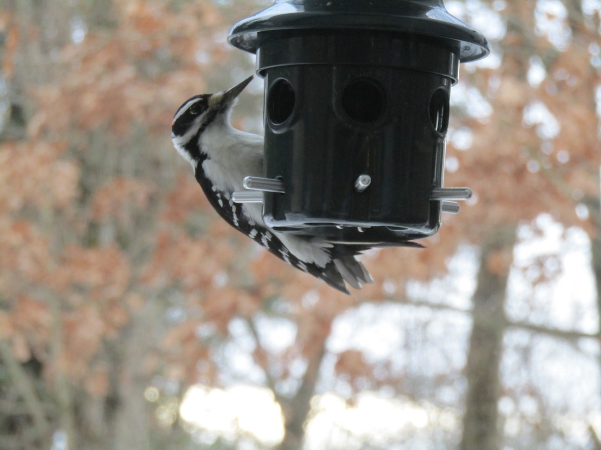 Hairy Woodpecker (Eastern) - ML409718431