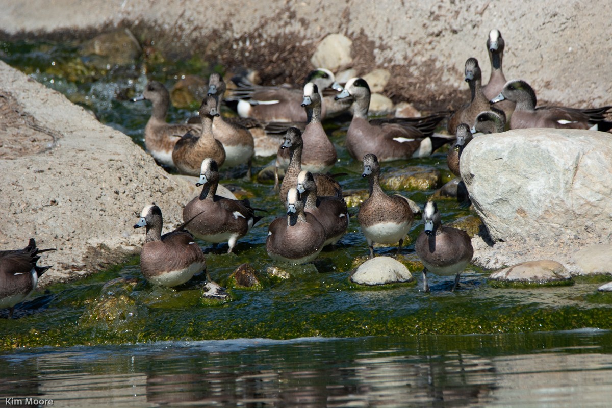 American Wigeon - ML409721531