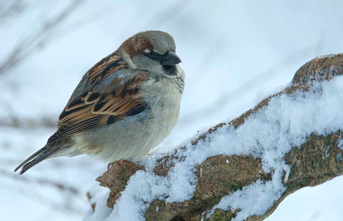 House Sparrow - ML409725001