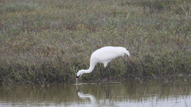 Grue blanche - ML409727111